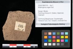 Foto (Objekt + Etikett) von Cedrelospermum ulmifolium (Unger) Kovar-Eder et Z.Kvacek comb.nov. (NHMW-GEO-2024-0188-0135)